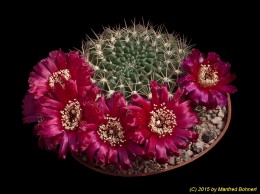 Sulcorebutia purpurea v. purpurea L336 2264